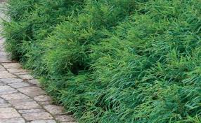 Sweet Fern An Article About Tough Ground Covers Ground Cover Plants Ground Cover Landscaping With Rocks