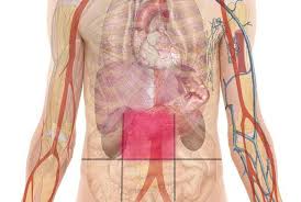 Free online resources for undergraduate anatomy & physiology. Upper Abdomen Anatomy Anatomy Drawing Diagram