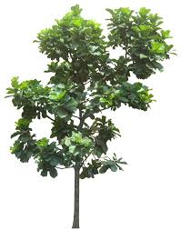 Ficuslyratal Png 590 753 Arboles Y Arbustos Arboles Png Arbustos