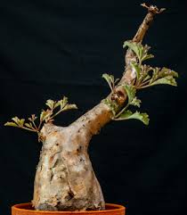 Image result for Cyphostemma