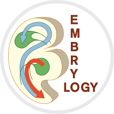 Image result for Embryology