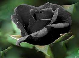 Check spelling or type a new query. Black Rose Flower Rare 5 Seeds Buy Online In United Arab Emirates At Desertcart Ae Productid 3627115