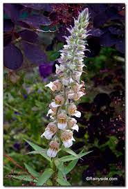 Digitalis lanata, the plant harvested in brazil is the industrial source of digoxin and lanatoside c plants known to contain cardiac glycosides include digitalis purpurea, digitalis lanata (foxglove. Digitalis Lanata Woolly Foxglove