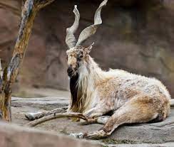 Maybe you would like to learn more about one of these? Markhor The National Animal Of Pakistan