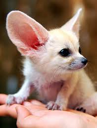 Fennec Fox Life-Size Mount For Sale #18573 - The Taxidermy Store