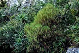 Image result for Anthospermum vallicola
