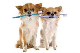 How Long Do Chihuahuas Live Chihuahua Dog Teeth Dog Breeds