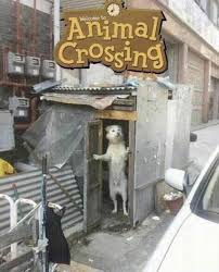 Animal Crossing Animal Crossing Funny Animal Crossing Animal Crossing Memes