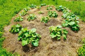 The zucchini seeds are very prone to rotting in the soil if kept wet. How To Grow Winter Squash Harvest To Table