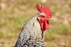 Check spelling or type a new query. Contoh Kalimat Sapaan Ayam Jantan Masnurul