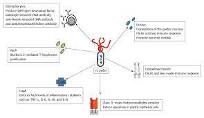 Ins And Outs Of Helicobacter Pylori Association With Autoimmune Rheumatic Diseases