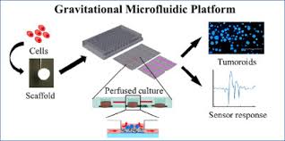 Dwgdownload.com is a website that contains free dwg , cad blocks and autocad dwg detail drawings. The Design And Characterization Of A Gravitational Microfluidic Platform For Drug Sensitivity Assay In Colorectal Perfused Tumoroid Cultures Sciencedirect