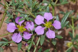 Image result for Zygophyllaceae