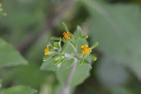 Image result for Sigesbeckia orientalis