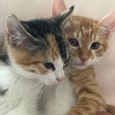 2 Aylik Bir Erkek 1 Disi Kedi Delta Kitap Kirtasiye Facebook