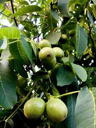 Welcher Obstbaum Ist Der Richtige Fur Meinen Garten Mein Eigenheim