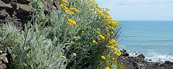 Image result for Jacobaea maritima