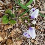 Image result for Craterostigma hirsutum