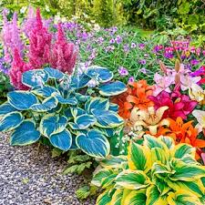 Maybe you would like to learn more about one of these? Shade Perennials Shade Garden Kit Hostas Astilbe More