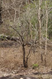 Image result for Hexalobus monopetalus