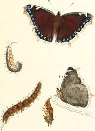 Check spelling or type a new query. Nature Notes Mourning Cloak Butterfly Chocorua Lake Conservancy