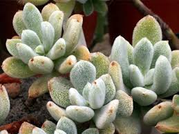 Kalanchoe Eriophylla Snow White Panda Plant World Of Succulents Succulents Plants Plant Care
