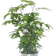 Image result for Trichilia