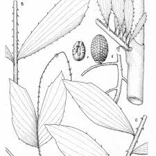 Image result for Eremospatha cuspidata