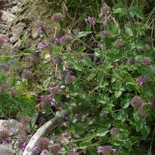 Image result for Clinopodium uhligii