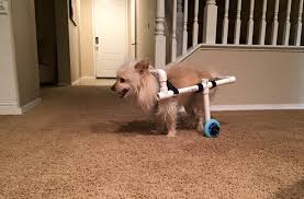 See more ideas about dog wheelchair, diy dog wheelchair, wheelchair. Paralyzed Dog Regains Mobility With 40 Diy Doggy Wheelchair Life With Dogs