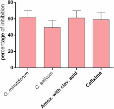 Image result for Ocimum minutiflorum
