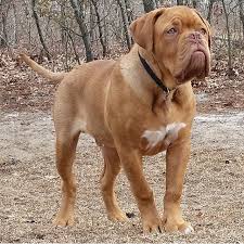 Best Highly Digestible Dog Food For French Mastiffs