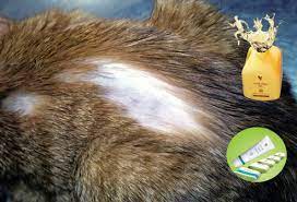Alopecia In Cats You Learn To Cope With Cat Hair On Your Favourite Sweater But If You Notice Your Cat Is Cat Skin Problems Cat Skin Forever Living Products