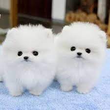 Thinking About Bringing A Pomeranian Puppy Into Your Home Here Are A Few Things To Know About The Breed As A Pu Cute Animals Pomeranian Puppy Teacup Cute Dogs
