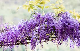 Maybe you would like to learn more about one of these? Wallpaper Flowers Branches Nature Background Color Beauty Light Spring Brush Flowering Cascade Lilac A Lot Beautiful Bunches Inflorescence Images For Desktop Section Cvety Download