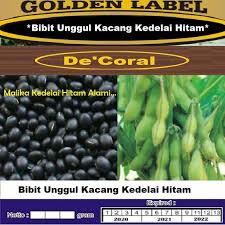 Komoditi ini juga ternyata potensial sebagai. Bibit Unggul Kacang Kedelai Hitam Malika Kemasan Derigen Cantik Shopee Indonesia