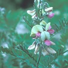 Image result for Tephrosia rhodesica