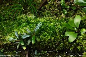 Image result for Lomariopsis rossii