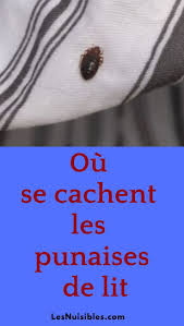 Trouver La Cachette Des Punaises De Lit Pour Un Traitement Efficace Punaises De Lit Puce De Lit Traitement Anti Punaise De Lit
