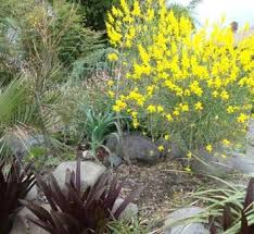 Image result for Tinnea vesiculosa