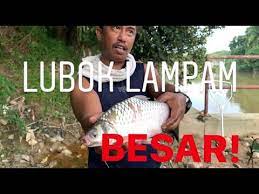 We did not find results for: 3 Hari Mancing Di Sungai Dengkil Ikan Lampam Tawes Besar Untuk Akuarium Youtube