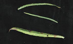 Image result for Vernonia nepetifolia