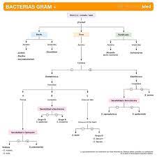 Bacterias Gram Microbiologia Instagram Fotos Videos