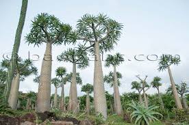 Image result for Pachypodium