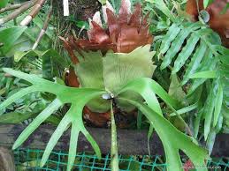 Image result for parožnatka Platycerium