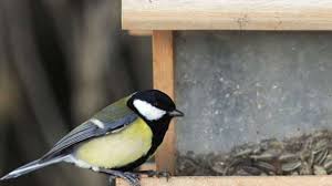 Januar bei der stunde der wintervögel die vögel in ihrem garten, auf dem balkon oder im park. Flaute Am Futterhaus Darum Bleiben Die Vogel Aus Bayern