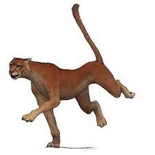 The American Cheetah Miracinonyx 1979 Phylum Chordata Class Mammalia Order Carnivora Family Felidae Subfamily Felinae Ge Paleo Art Animals Species