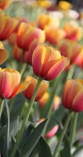 Tulips My Favorite Flower Tulipanes Plantas Flores