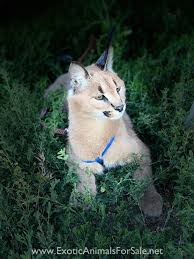 Caracal petbig cats are native to the dry savannah and woodlands. Caracals For Sale