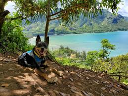 Maybe you would like to learn more about one of these? Crouching Lion Hike Oahu Hawaii Penny Is Taking A Much Needed Break In The Shade After An Almost Vertical Climb This Dog Is The Best Hiking Partner Hikingwithdogs